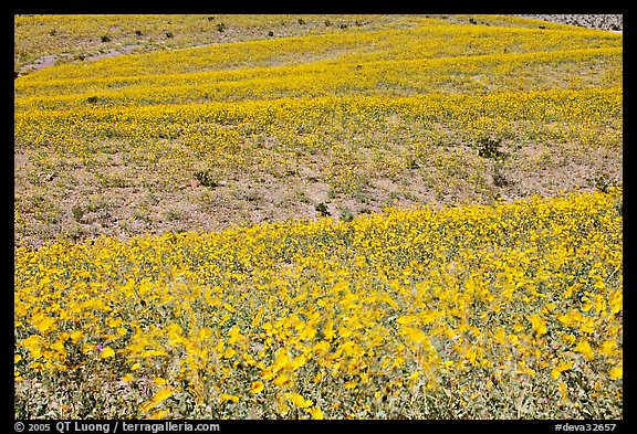 Ridges near Ashford Mill carpetted with Desert Gold. Death Valley National Park, California, USA.