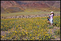 Couple videotaping and photographing in a field of Desert Gold near Ashford Mill. Death Valley National Park, California, USA.