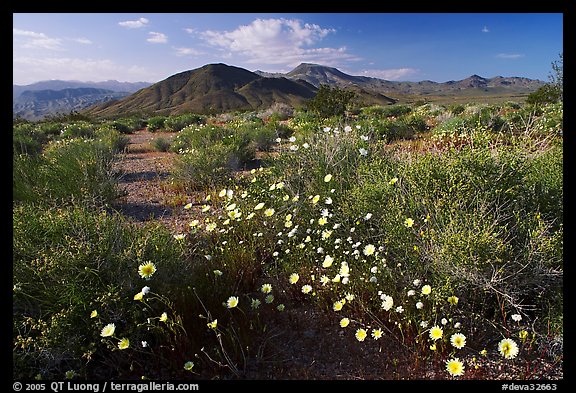 High desert with Desert Dandelion flowers n. Death Valley National Park, California, USA.