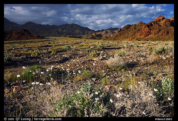 Gravel Ghost wildflowers and Black Mountains below Jubilee Pass, late afternoon. Death Valley National Park, California, USA.