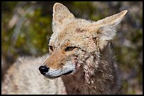 Close-up of coyote. Death Valley National Park ( color)
