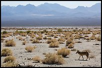 Coyote walking on valley floor. Death Valley National Park ( color)