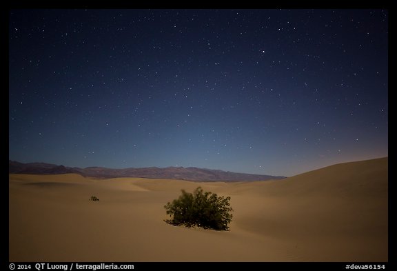 Mesquite bush in sand dunes at night. Death Valley National Park, California, USA.