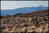 Slopes with Joshua Trees and Panamint Range. Death Valley National Park ( color)
