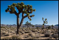 Joshua trees, Lee Flat. Death Valley National Park ( color)