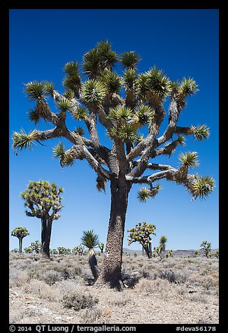 Joshua trees. Death Valley National Park (color)