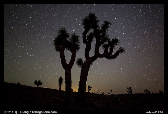 Joshua Trees and starry sky, Lee Flat. Death Valley National Park (color)