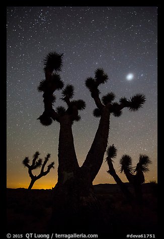Joshua Trees, stars and planet, Lee Flat. Death Valley National Park, California, USA.