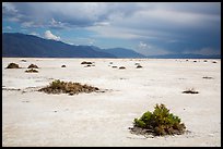 Shrubs on Salt Pan. Death Valley National Park ( color)