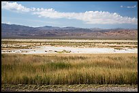 Salt Pan and riparian area, Saragota Springs. Death Valley National Park ( color)
