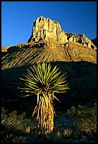 Yucca and El Capitan, early morning. Guadalupe Mountains National Park, Texas, USA. (color)