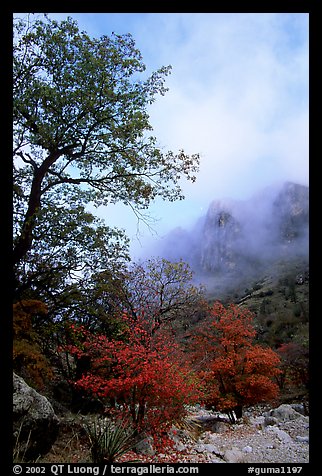 Autumn colors, wash, and clearing clouds, Pine Spring Canyon. Guadalupe Mountains National Park, Texas, USA.