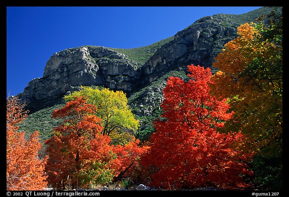 Trees in autumn foliage and cliffs,McKittrick Canyon. Guadalupe Mountains National Park (color)