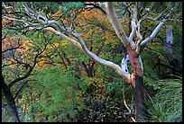 Texas Madrone Tree and autumn color, Pine Canyon. Guadalupe Mountains National Park, Texas, USA. (color)