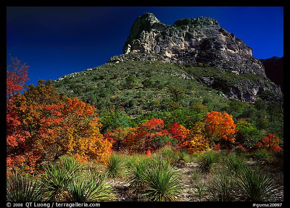Trees in fall foliage and peak in McKitterick Canyon. Guadalupe Mountains National Park, Texas, USA.