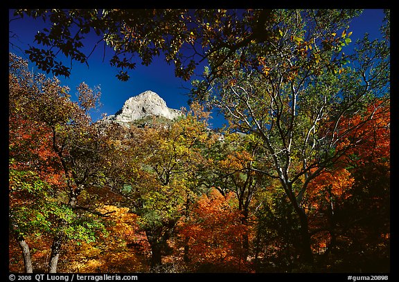 Limestone Peak framed by trees in fall colors in McKitterick Canyon. Guadalupe Mountains National Park, Texas, USA.