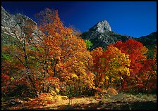 Fall foliage and cliffs, McKittrick Canyon. Guadalupe Mountains National Park, Texas, USA.