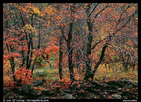 Trees in Autumn foliage, Pine Spring Canyon. Guadalupe Mountains National Park, Texas, USA.