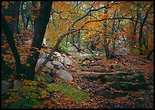 Creek and fall colors, Smith Springs. Guadalupe Mountains National Park, Texas, USA. (color)