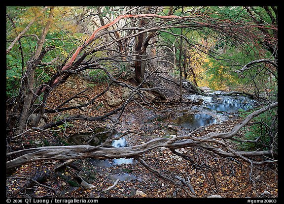 Stream and forest in fall colors near Smith Springs. Guadalupe Mountains National Park, Texas, USA.