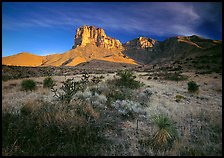 Desert vegetation and El Capitan from Guadalupe pass, morning. Guadalupe Mountains National Park, Texas, USA.