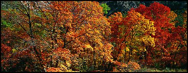 Trees in bright yellow, orange, and red fall foliage. Guadalupe Mountains National Park (Panoramic color)