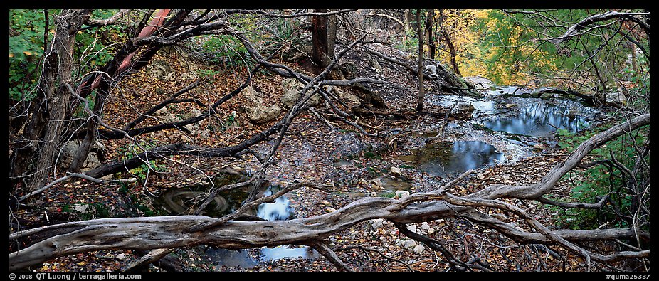 Branches and creek in the fall. Guadalupe Mountains National Park (color)