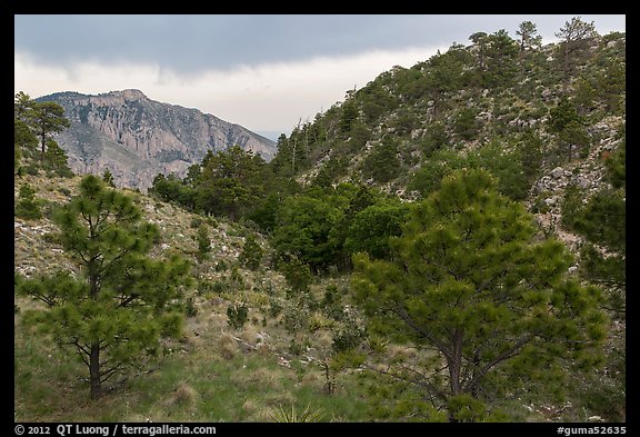 Coniferous forest, approaching storm. Guadalupe Mountains National Park, Texas, USA.