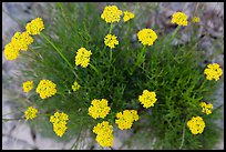 Yellow flowers seen from above. Guadalupe Mountains National Park, Texas, USA. (color)