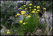 Close up of cluster of yellow flowers. Guadalupe Mountains National Park, Texas, USA. (color)