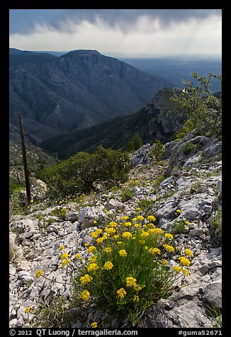 Flowers, Hunter Peak, Pine Spring Canyon. Guadalupe Mountains National Park, Texas, USA.