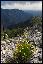 Flowers, Hunter Peak, Pine Spring Canyon. Guadalupe Mountains National Park, Texas, USA. (color)