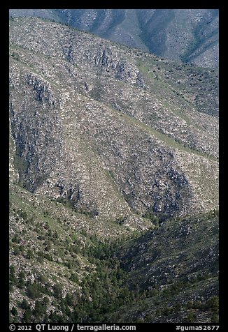 Forested ridges above Pine Spring Canyon. Guadalupe Mountains National Park (color)