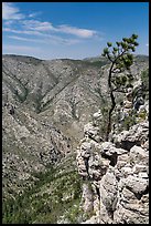 Tree growing at edge of cliff. Guadalupe Mountains National Park, Texas, USA. (color)