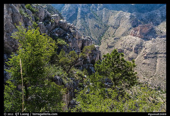 Trees and limestone cliffs. Guadalupe Mountains National Park (color)
