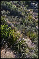 Desert shrubs on slope. Guadalupe Mountains National Park, Texas, USA. (color)