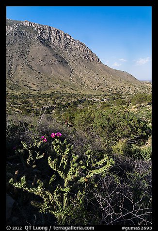 Cactus with bloom, Hunter Peak. Guadalupe Mountains National Park, Texas, USA.