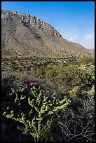 Cactus with bloom, Hunter Peak. Guadalupe Mountains National Park, Texas, USA. (color)