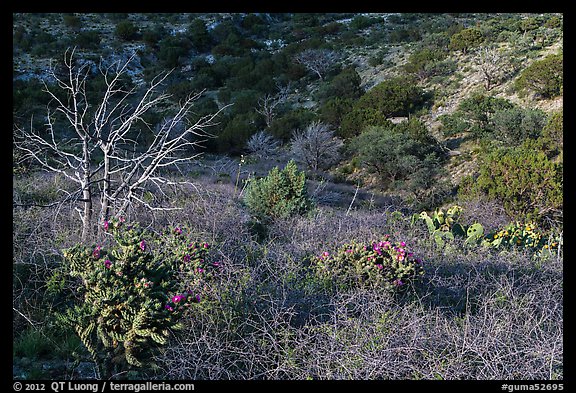 Cactus, bare thorny shrubs. Guadalupe Mountains National Park, Texas, USA.