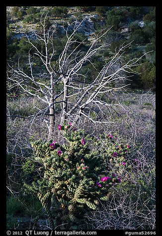 Cactus in bloom and bare tree. Guadalupe Mountains National Park, Texas, USA.