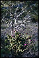 Cactus in bloom and bare tree. Guadalupe Mountains National Park, Texas, USA. (color)