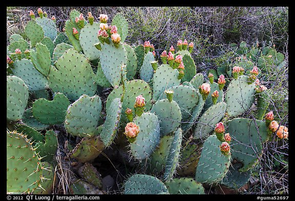 Prickly Pear cactus in bloom. Guadalupe Mountains National Park, Texas, USA.