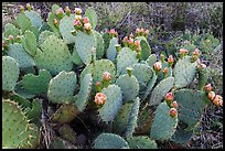 Prickly Pear cactus in bloom. Guadalupe Mountains National Park, Texas, USA. (color)