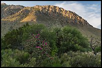 Cactus, trees, and Hunter Peak. Guadalupe Mountains National Park, Texas, USA. (color)