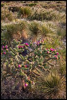 Cactus in bloom and Chihuahan desert plants. Guadalupe Mountains National Park, Texas, USA. (color)