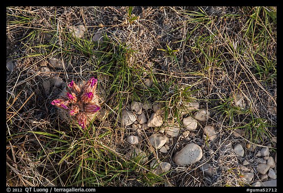 Close-up of desert floor with grasses and bloom. Guadalupe Mountains National Park, Texas, USA.