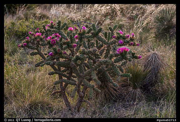 Cactus with pink flowers. Guadalupe Mountains National Park, Texas, USA.