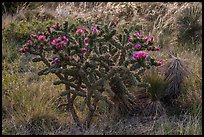 Cactus with pink flowers. Guadalupe Mountains National Park, Texas, USA. (color)