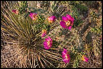 Close up of pink cactus blooms. Guadalupe Mountains National Park, Texas, USA. (color)