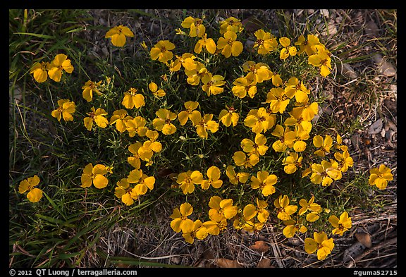 Yellow desert flowers close-up. Guadalupe Mountains National Park, Texas, USA.